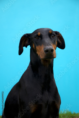 Doberman Pinscher pet dog portrait © KONARSKI