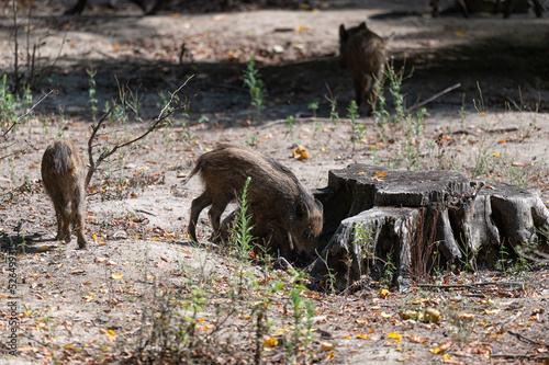 Sus scrofa - Wild boar - Sanglier d'Eurasie - Sanglier d'Europe photo
