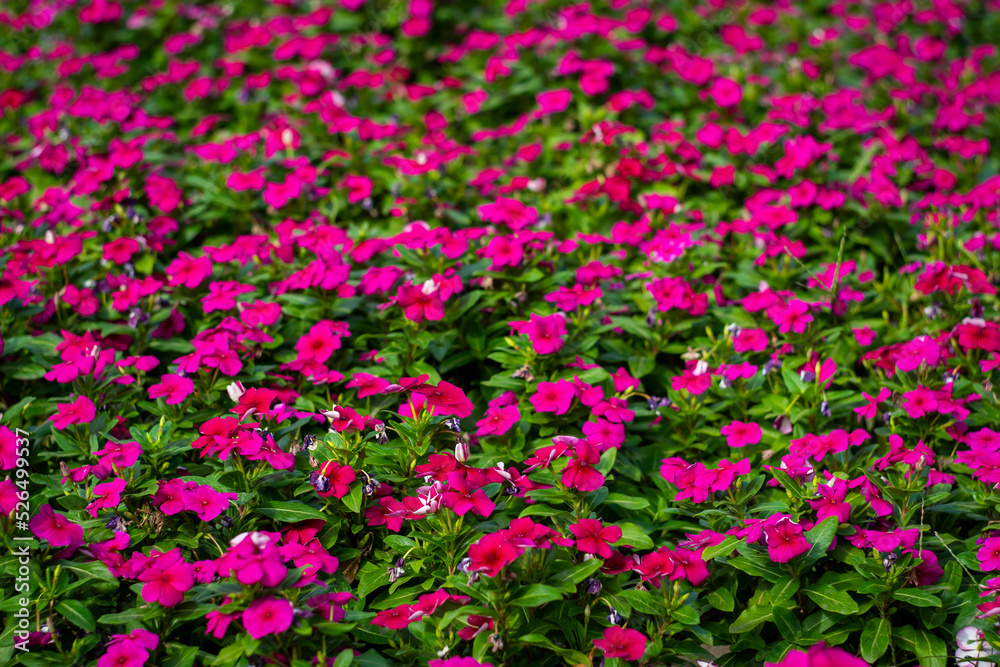 Pink flowers in the park as a summer background.