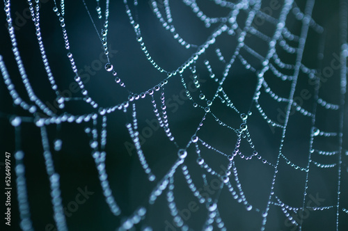 雨上がりの蜘蛛の巣 © tomiyama