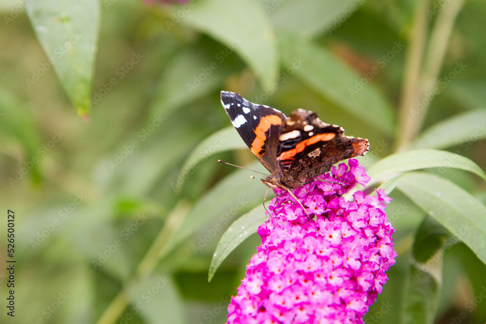 The red admiral butterfly on the Buddleja davidii blooming plant The red admiral butterfly on the Buddleja davidii blooming plant