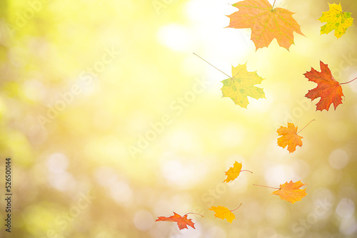 Autumn background with colorful flying maple leaves. There is a place for your text.