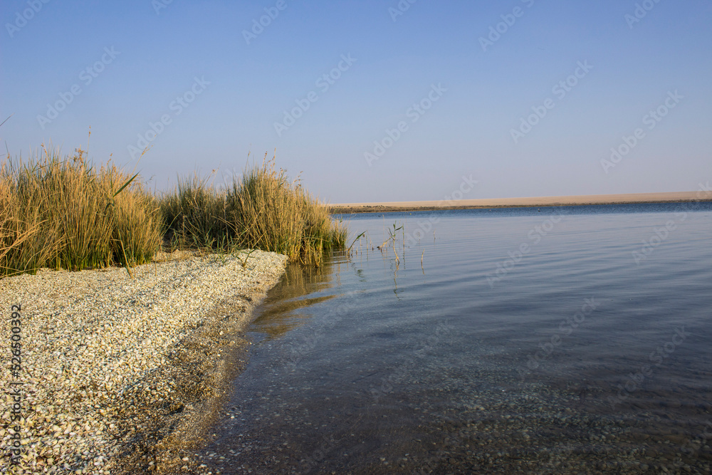 Reed On the shores of The Magic Lake in Fayoum - Egypt