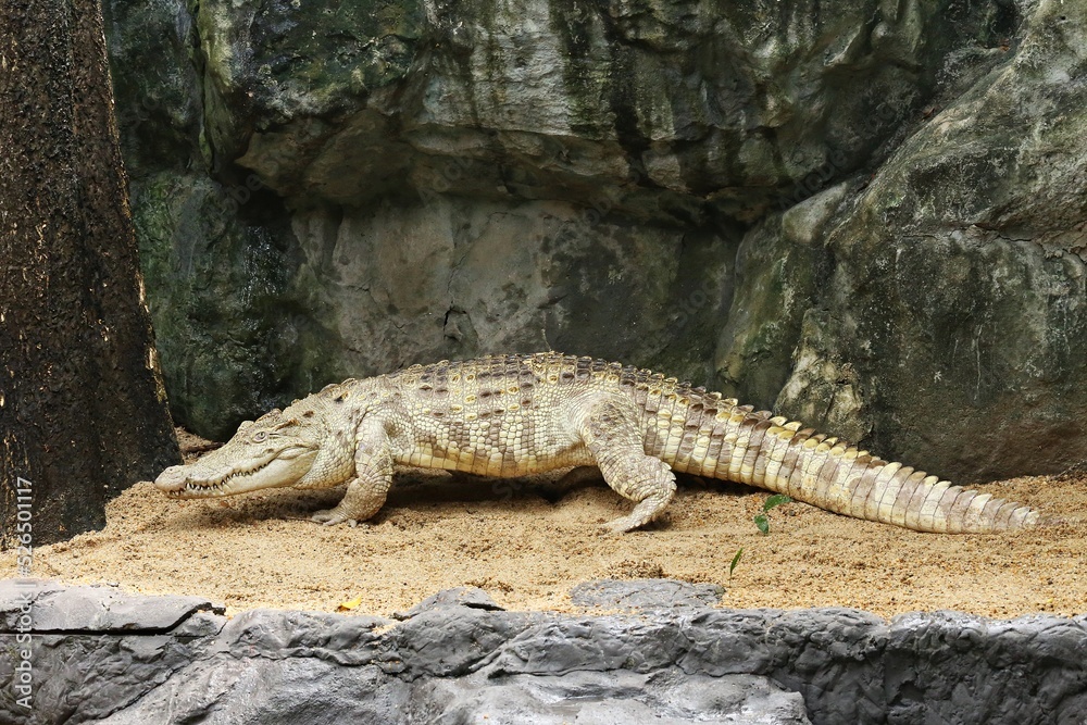 Critically Endangered Siamese Crocodile or Crocodylus siamensis Critically Endangered Siamese Crocodile or Crocodylus siamensis