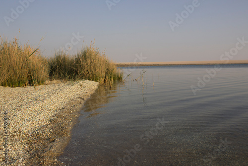 Reed On the shores of The Magic Lake in Fayoum - Egypt