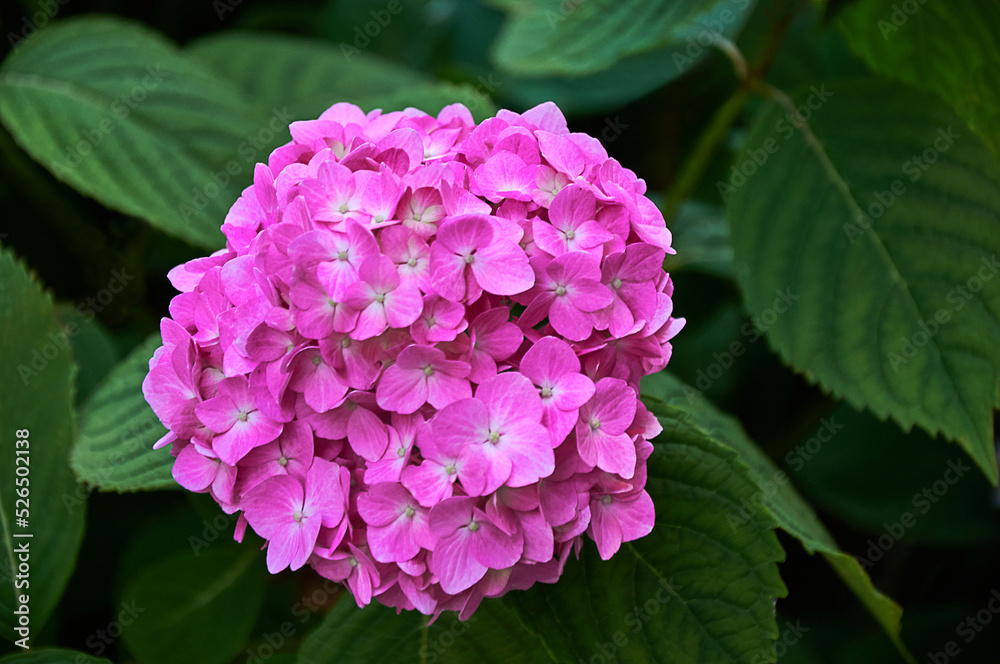 Pink hydrangea flowers close-up in the garden. Selective focus Pink hydrangea flowers close-up in the garden. Selective focus