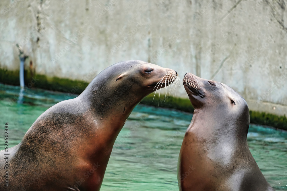 SeaLions at the zoo SeaLions at the zoo