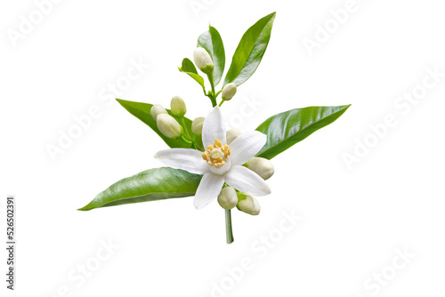Orange blossom branch with white flowers, buds and leaves isolated transparent png. Neroli citrus bloom.