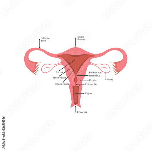 illustration of uterus, female reproductive organs.