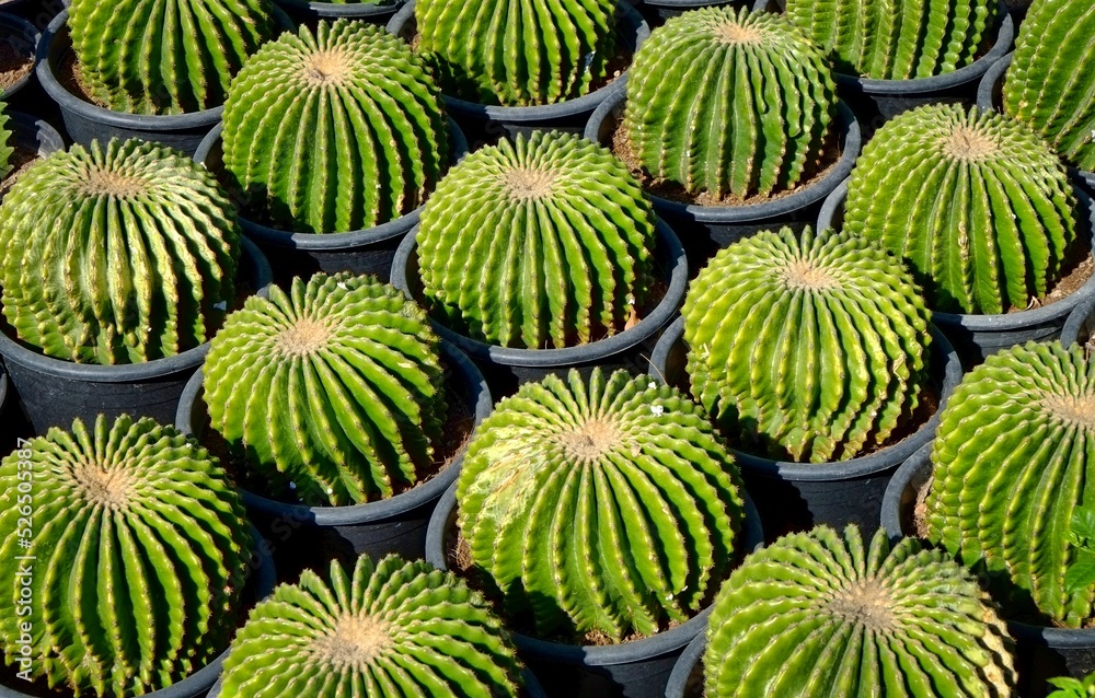 Fototapeta premium cactus in a pot