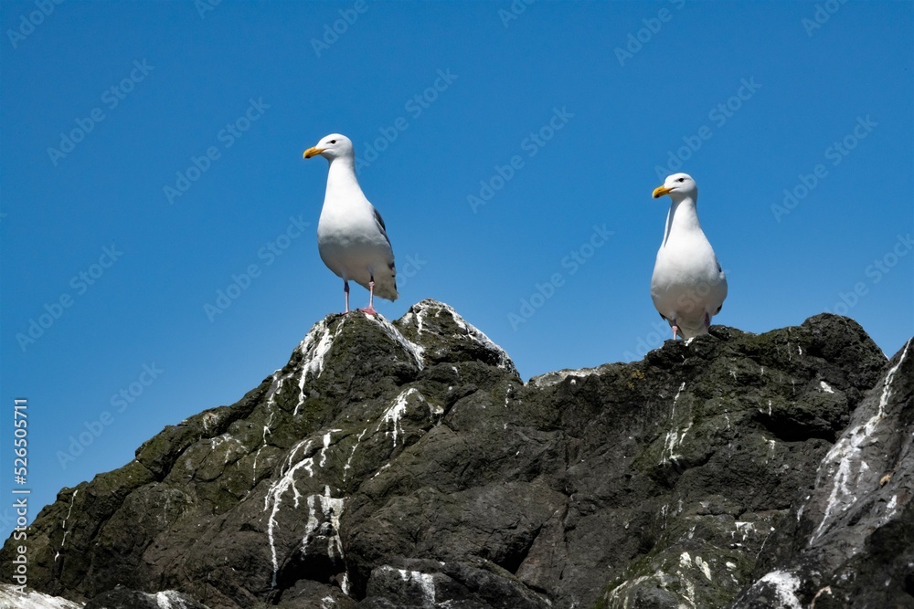 Zwei Seemöwen Ausschau haltend und auf einen Felsen stehend Zwei Seemöwen Ausschau haltend und auf einen Felsen stehend