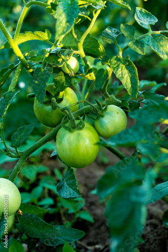 Cherry tomatoes ripening in an orchard during summer. organic farms. Green natural tomatoes growing on branch in a greenhouse. tomato plant with still green, unripe tomatoes, garden season begins. photo