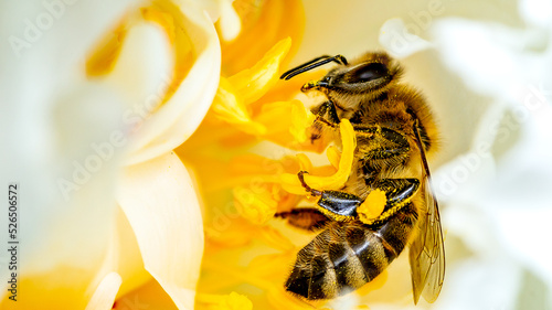 Macro focus shot of carniolan honey bee collecting nectar from a yellow flower with blur background