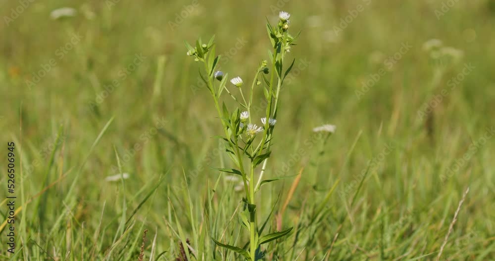 The flowers of Erigeron annuus, the annual fleabane The flowers of Erigeron annuus, the annual fleabane