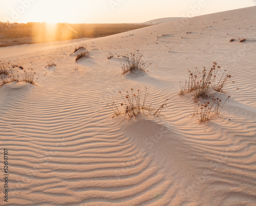 sand dunes with small plants in the desert