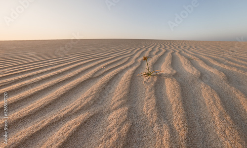 ripples of sand dunes 