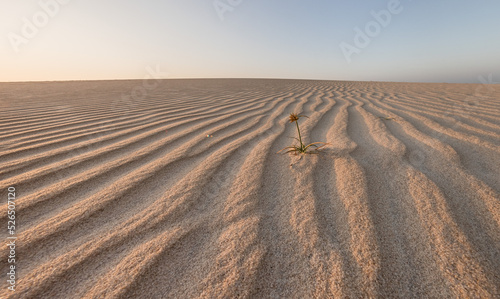 Fototapeta Naklejka Na Ścianę i Meble -  ripples of sand dunes 