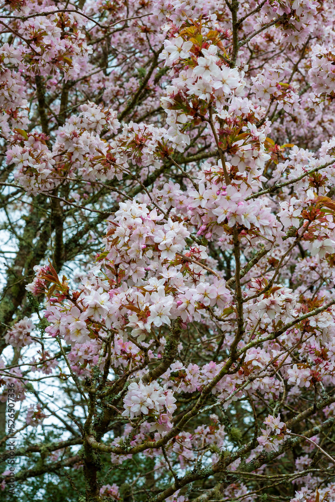 Cherry blossom of Prunus serrulata var. hupehensis (Chinese hill cherry) in a garden in Devon, UK Cherry blossom of Prunus serrulata var. hupehensis (Chinese hill cherry) in a garden in Devon, UK