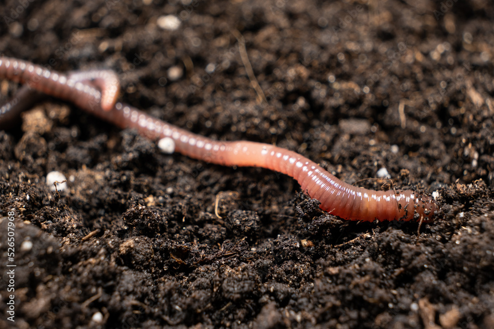 Big beautiful earthworm in the black soil, close-up. Big beautiful earthworm in the black soil, close-up.
