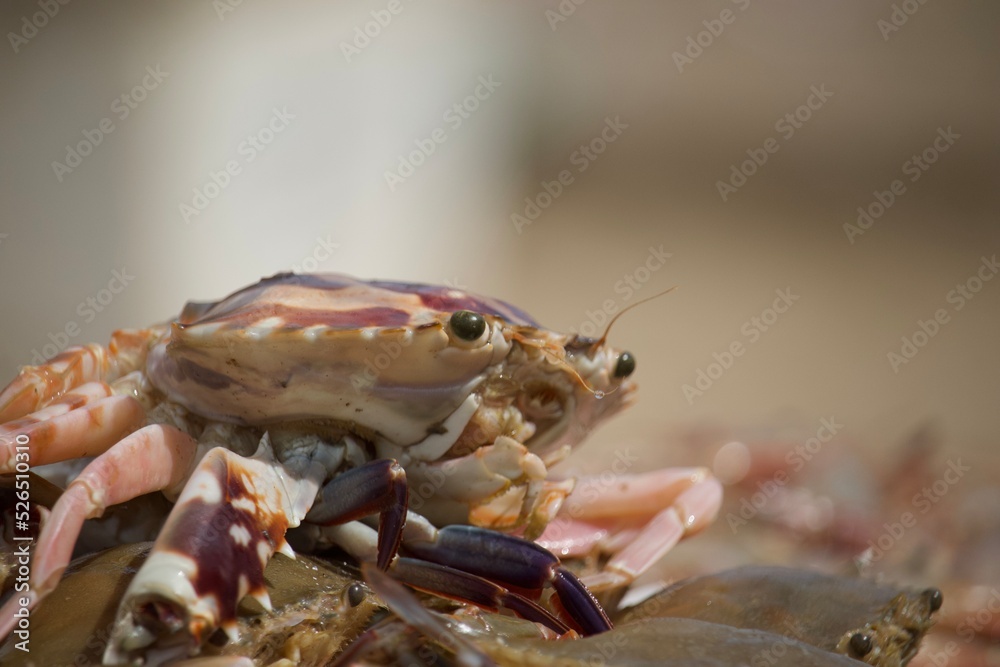 close up of a crab close up of a crab
