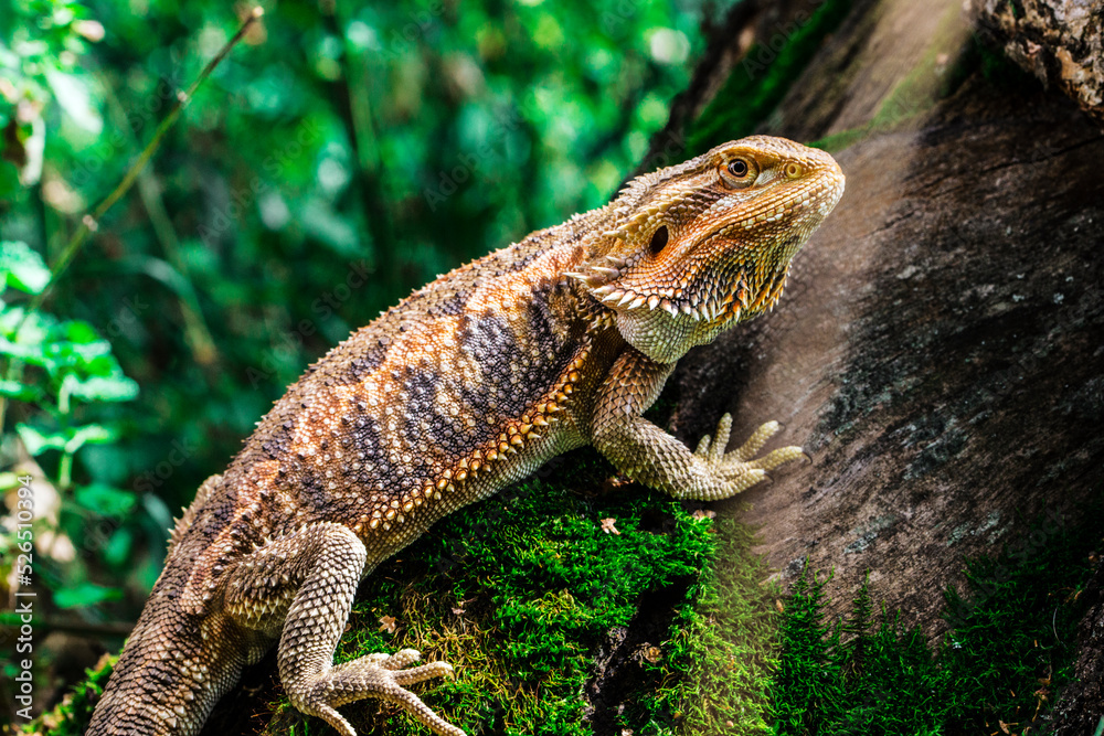 dragon dragon