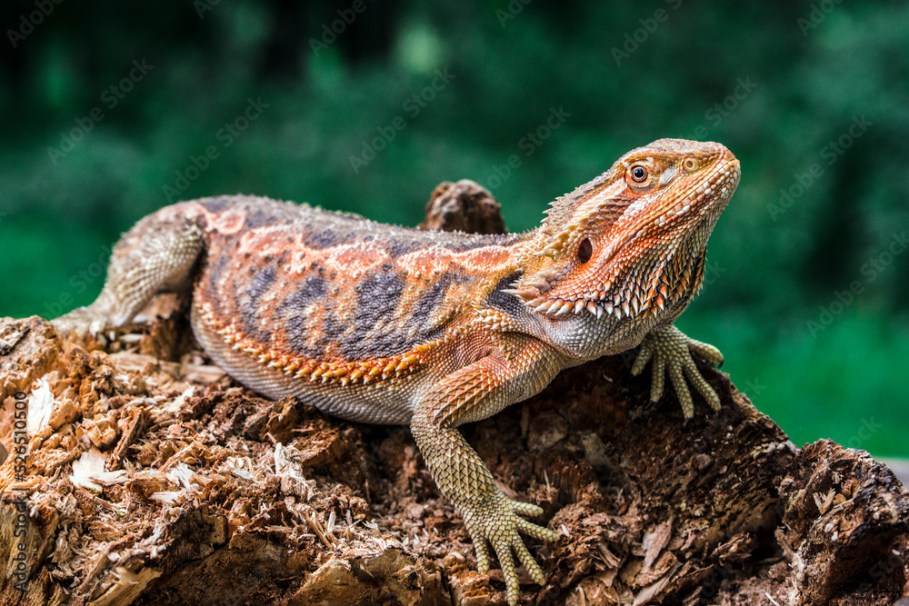 dragon dragon