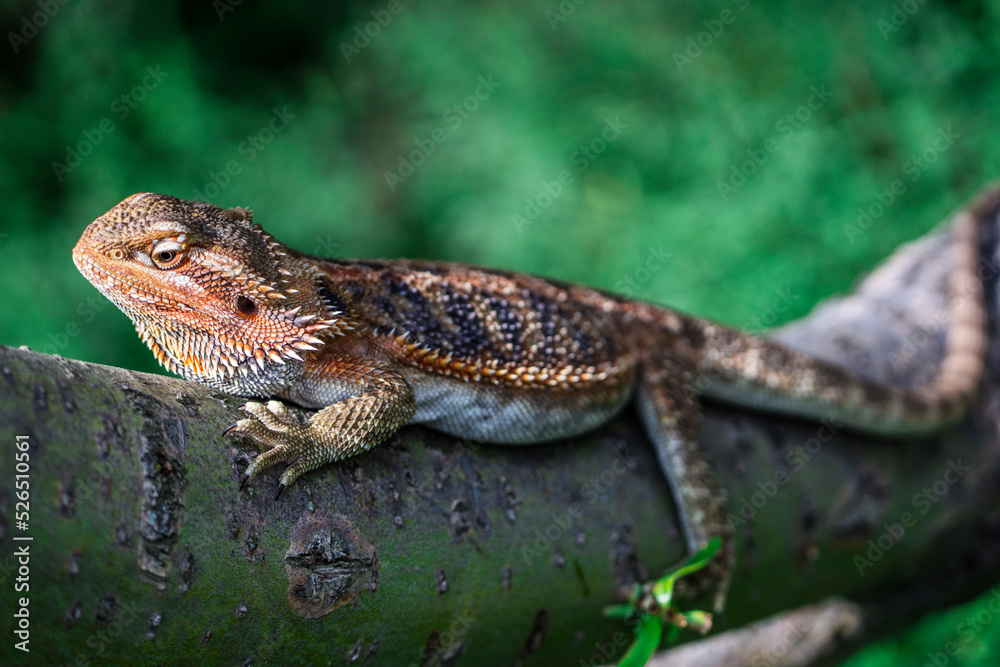 Fototapeta premium dragon