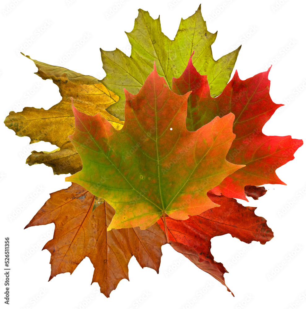 Beautiful bright maple leaves in fall colors Beautiful bright maple leaves in fall colors