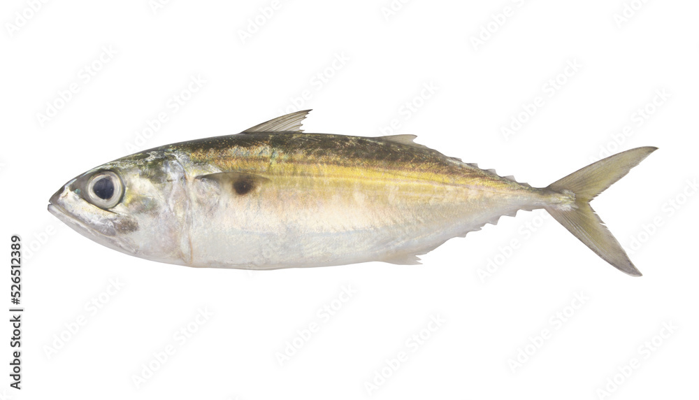 Jack mackerel fish isolated on white background	