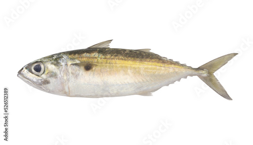 Jack mackerel fish isolated on white background 