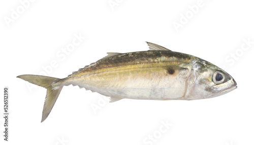 Raw jack mackerel fish isolated on white