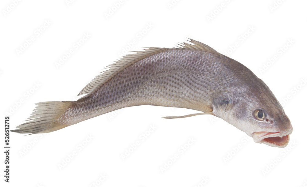Fototapeta premium Raw jewfish isolated on white 