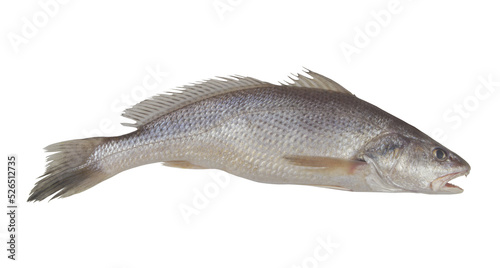 Fresh jewfish isolated on white background photo