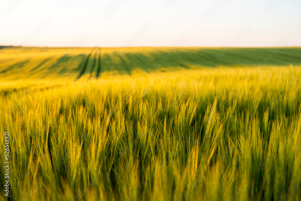 Landscape of fresh young barley growing on agricultural field. Landscape of fresh young barley growing on agricultural field.