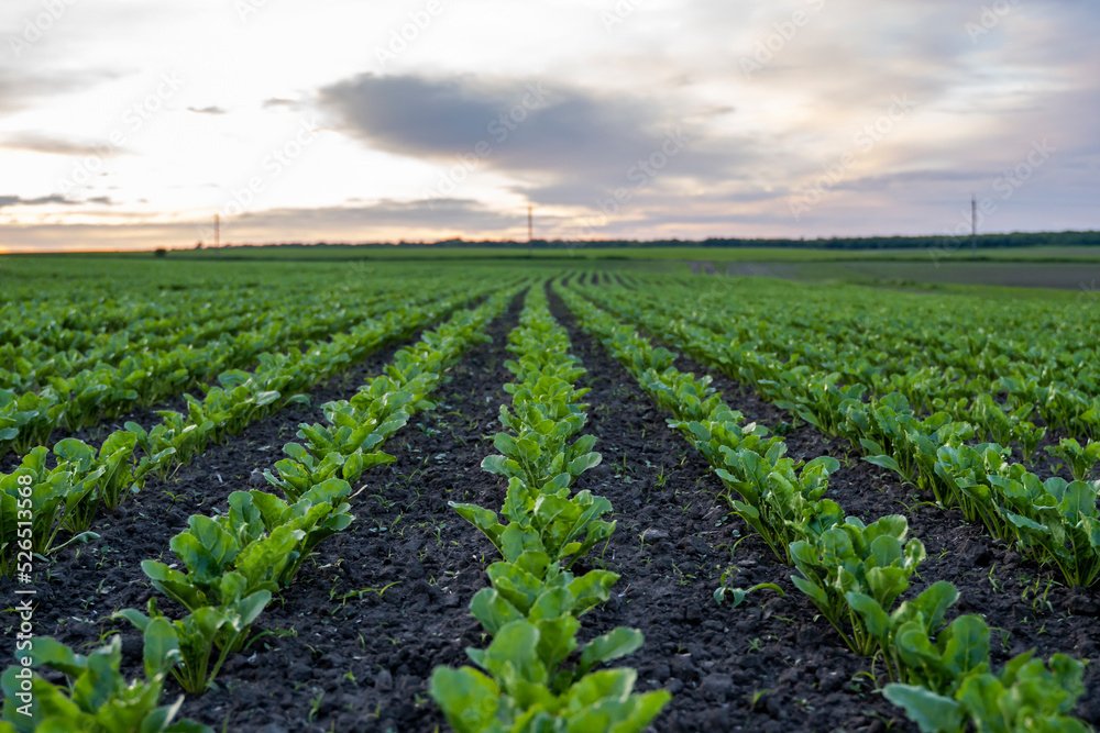 Landscape of oung green sugar beet leaves in the agricultural beet field in the evening sunset. Agriculture. Landscape of oung green sugar beet leaves in the agricultural beet field in the evening sunset. Agriculture.