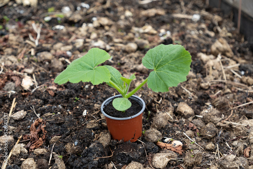 Pumpkin seedling in a plastic terracotta pot on soil fertilised with manure 