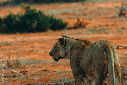 Young lioness hunting at sunset in the middle of the savannah