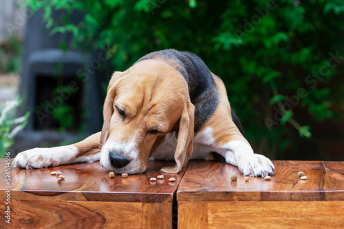 funny beagle dog sniffing dry food on the table in summer in the garden