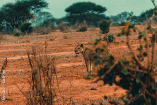 Young lioness hunting at sunset in the middle of the savannah
