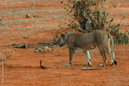 Young lioness hunting at sunset in the middle of the savannah