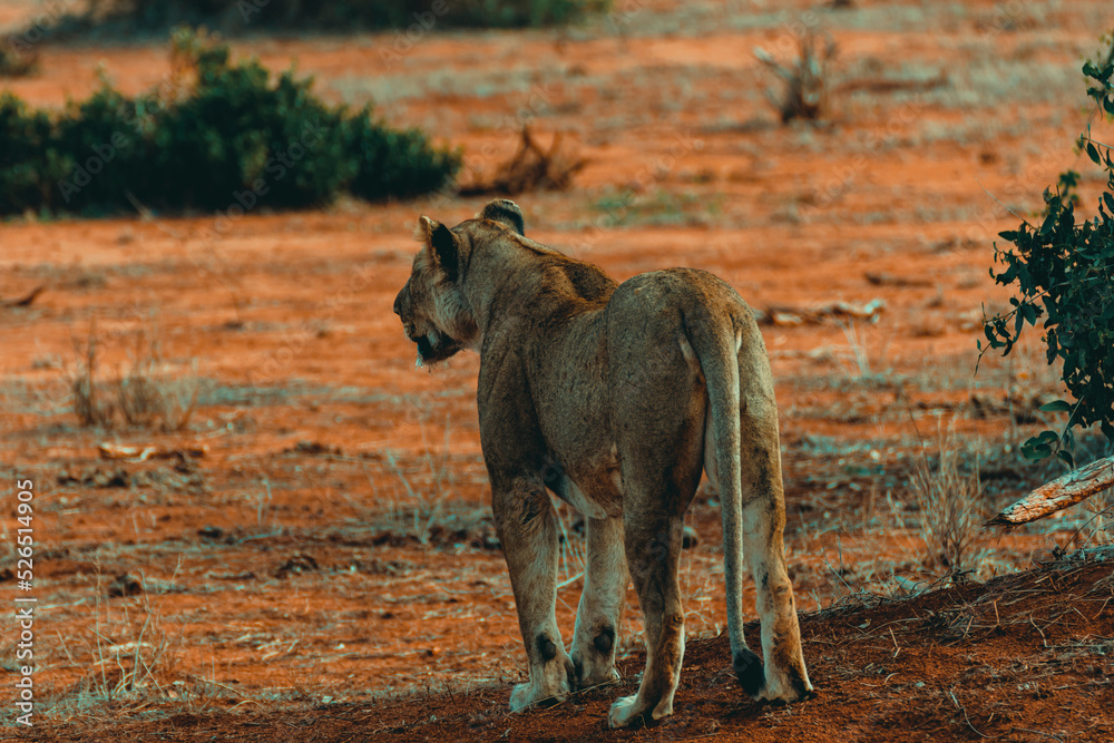 Fototapeta premium Young lioness hunting at sunset in the middle of the savannah