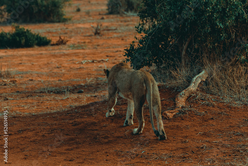 Young lioness hunting at sunset in the middle of the savannah