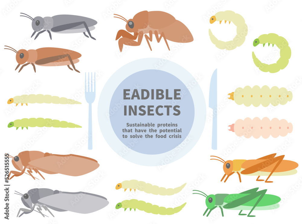 食べられる昆虫のイラストセット Stock Vector Adobe Stock