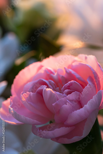 Fototapeta Naklejka Na Ścianę i Meble -  Light pink carnation. Vertical floral background, screensaver, photo wallpaper, postcard, background for stories. High quality photo