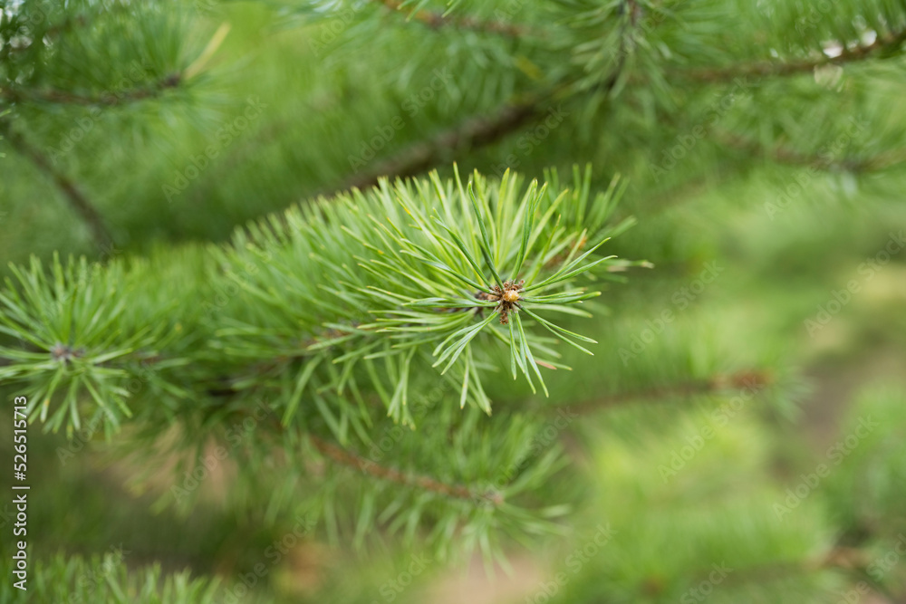 Coniferous pine thorns close-up in summer