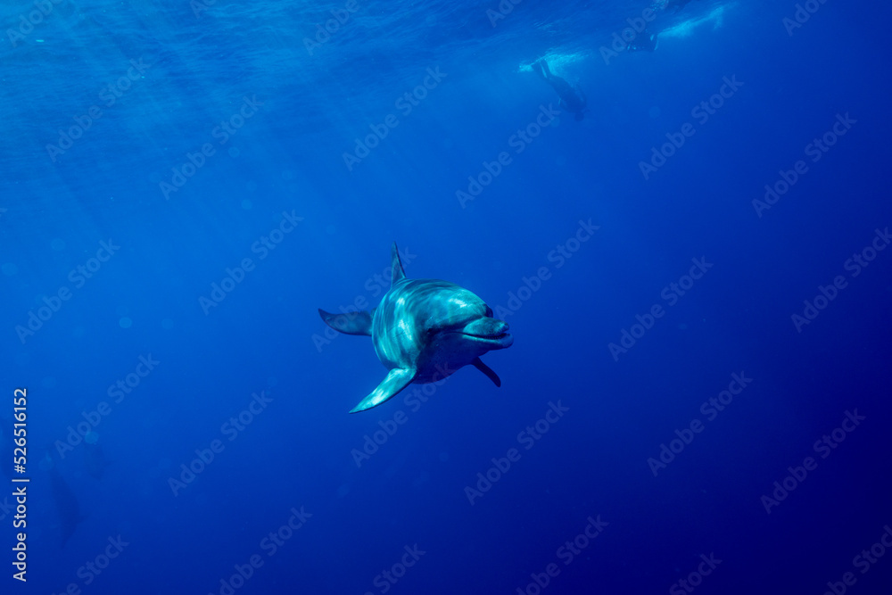 Fototapeta premium 小笠原 ミナミハンドウイルカ