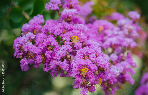 Blooming Indian lagerstremia on the street  also known as Indian lilac. Garden decorations. Bright sunny day. Lush pink inflorescences.