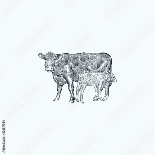 Vintage hand drawn sketch cattle and calves