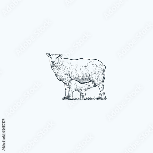 Vintage hand drawn sketch lamb and son