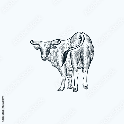 Vintage hand drawn sketch back bull